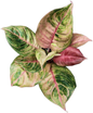 Aglaonema “Susan” – Set of 10 Plants