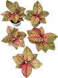 Aglaonema Super Red Hughes (Wholesale  Set of 5 Plants)