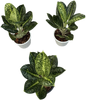 Aglaonema White Emerald – Big Size (Set of 5 Plants)