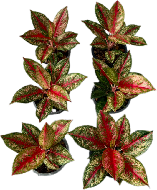 Aglaonema “Red Emperor” – Wholesale Set of 5 Plants