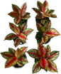 Aglaonema “Red Emperor” – Wholesale Set of 5 Plants