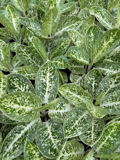 Aglaonema “Milky Way” – Wholesale Set of 10 Plants
