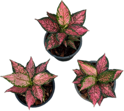 Aglaonema “Pink Maroon” – Wholesale Set of 5 Plants
