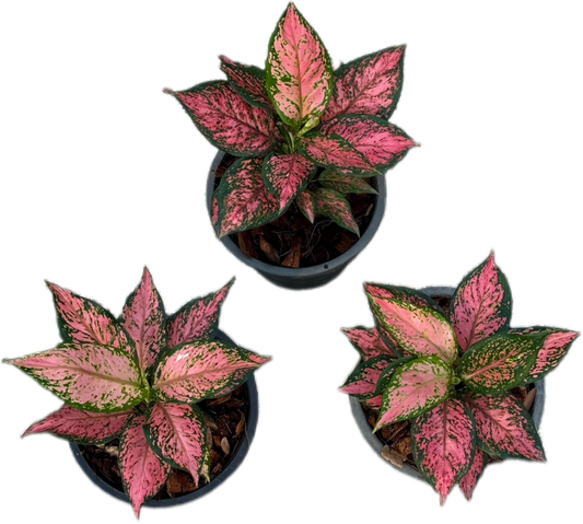 Aglaonema “Pink Maroon” – Wholesale Set of 5 Plants