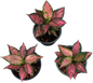 Aglaonema “Pink Maroon” – Wholesale Set of 5 Plants