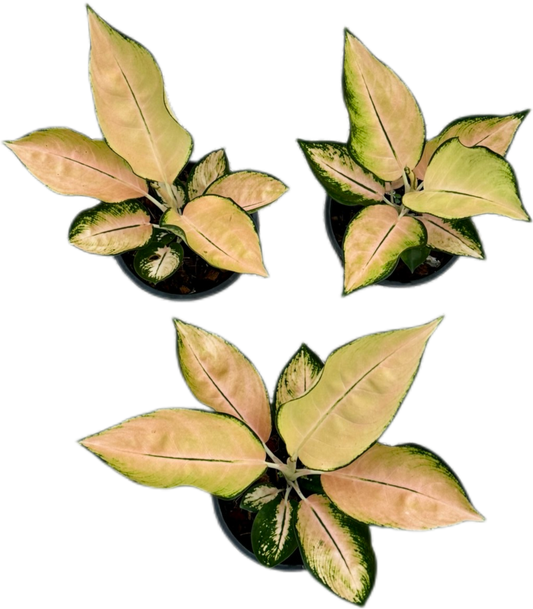 Aglaonema “Pearl of Melo” – Wholesale Set of 10 Plants