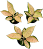 Aglaonema “Pearl of Melo” – Wholesale Set of 10 Plants
