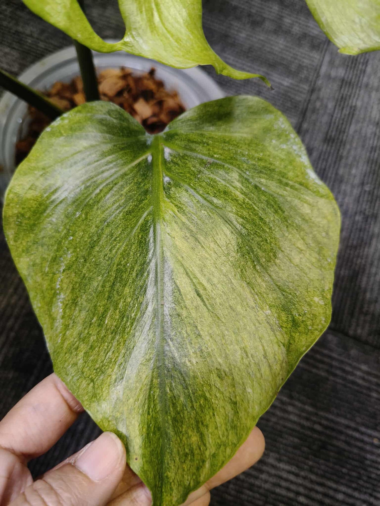 Monstera deliciosa “Octopus” Variegated ( Exact Plant)