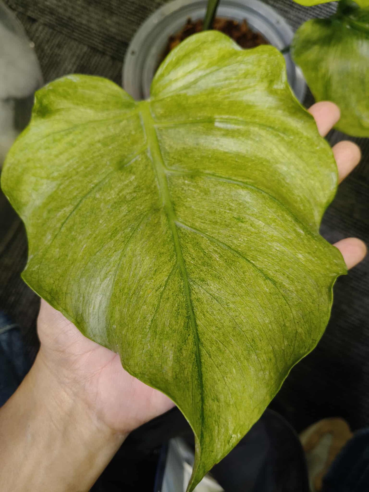 Monstera deliciosa “Octopus” Variegated ( Exact Plant)