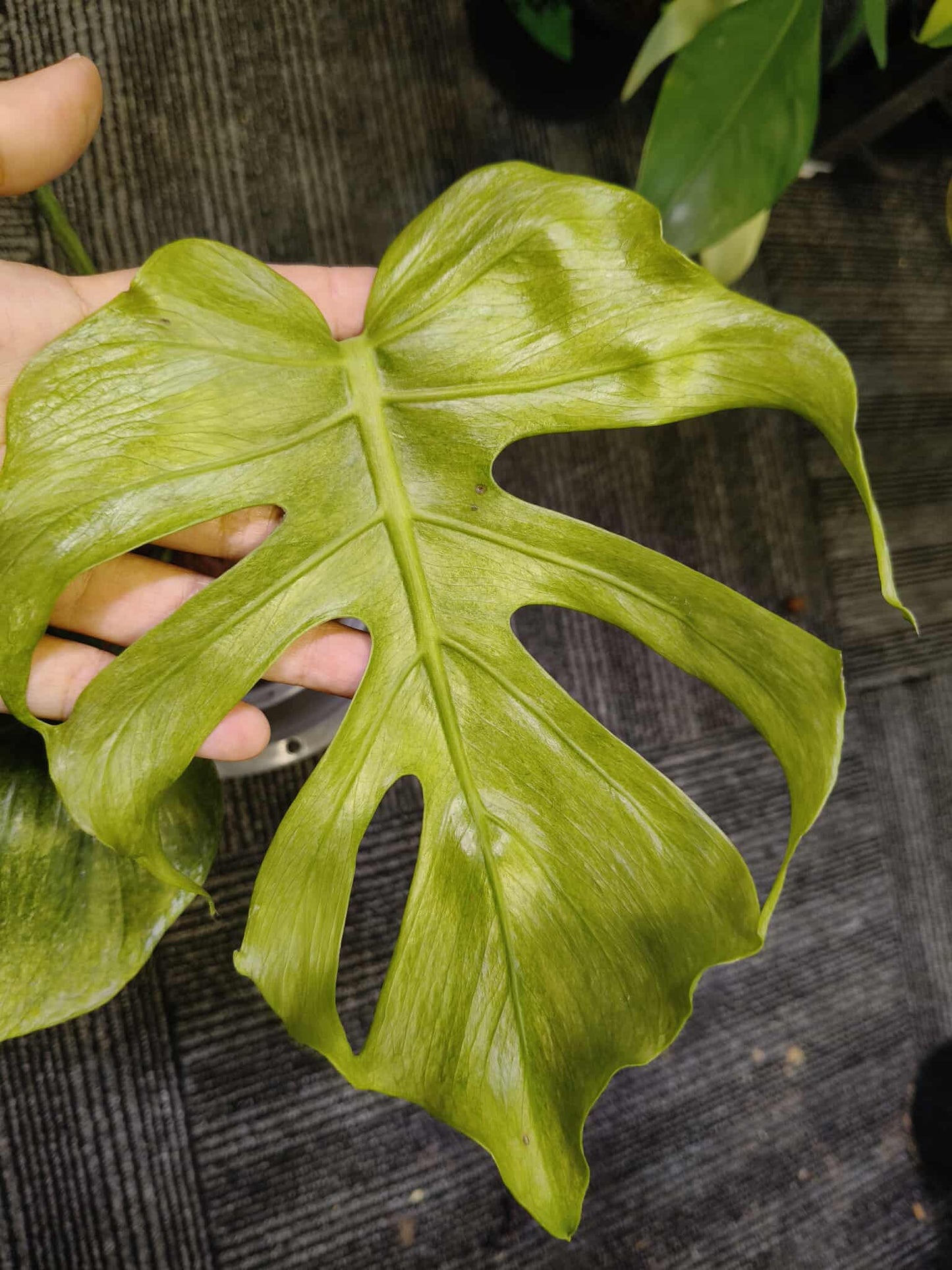 Monstera deliciosa “Octopus” Variegated ( Exact Plant)