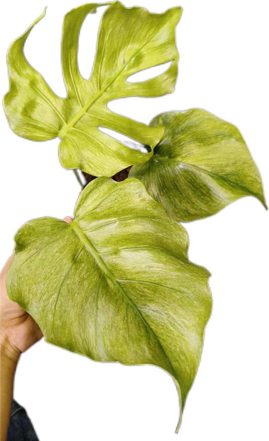 Monstera deliciosa “Octopus” Variegated ( Exact Plant)