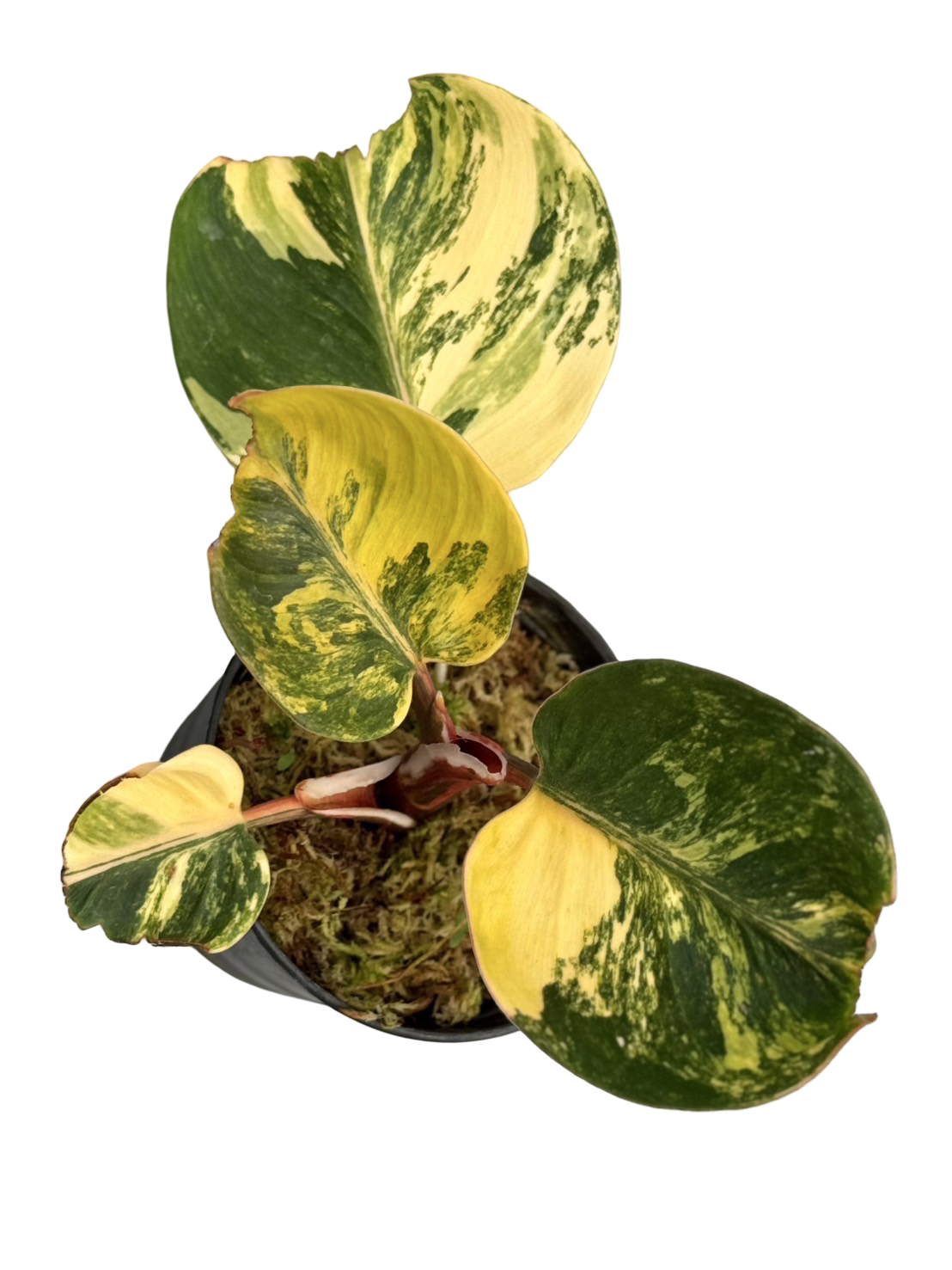 Buy Philodendron White Knight Tricolor Va…