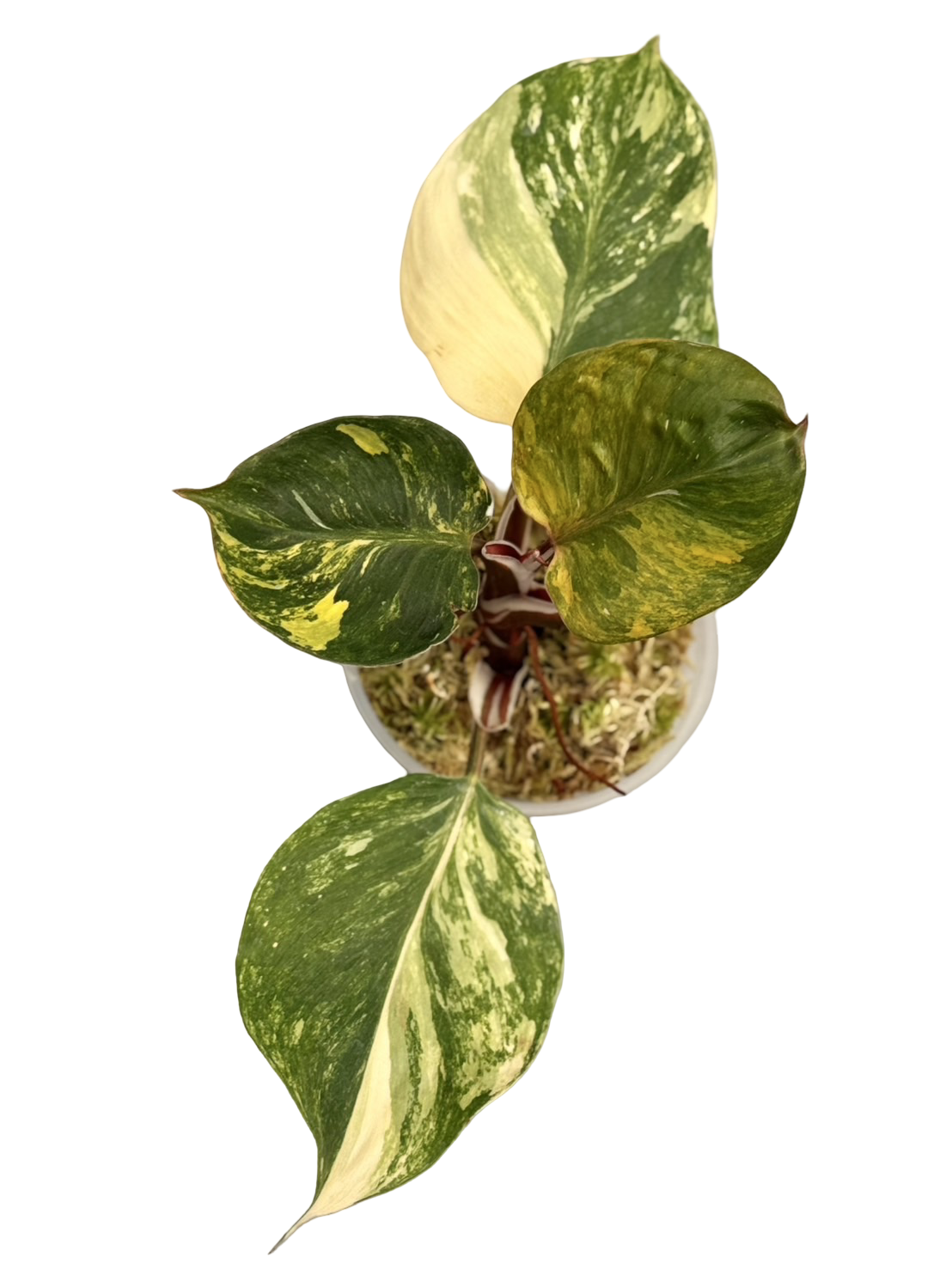 Buy Philodendron White Knight Tricolor Va…
