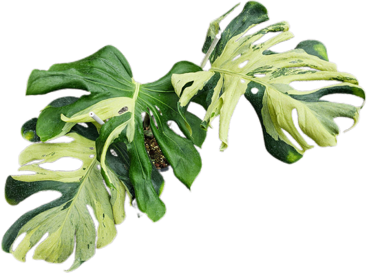 Monstera deliciosa ‘Ocean Lava’ Variegated – Rare Collector’s Plant