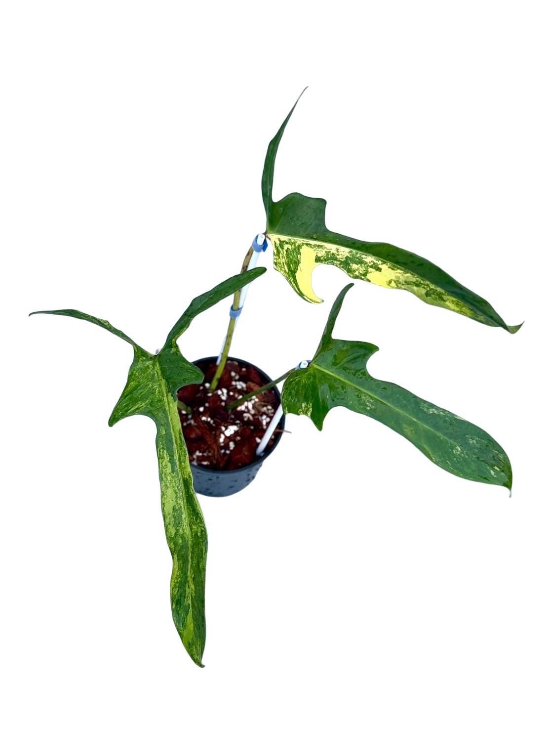 Philodendron Longilobatum ‘Lelano Miyano’ Variegated