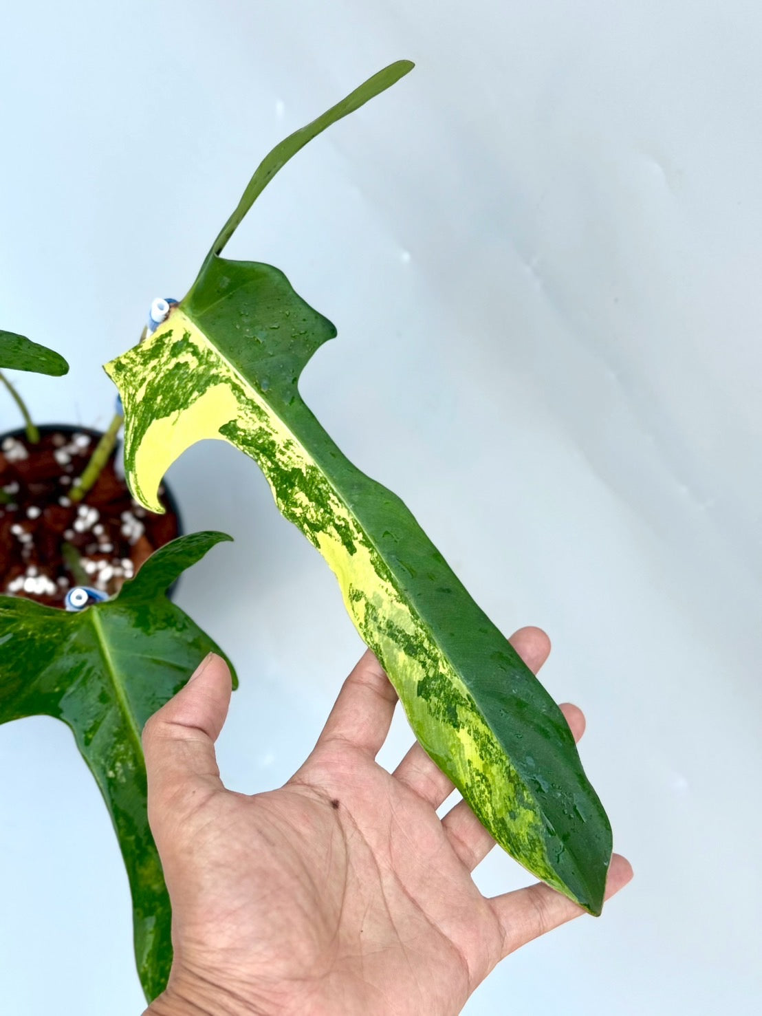 Philodendron Longilobatum ‘Lelano Miyano’ Variegated