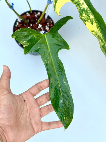 Philodendron Longilobatum ‘Lelano Miyano’ Variegated