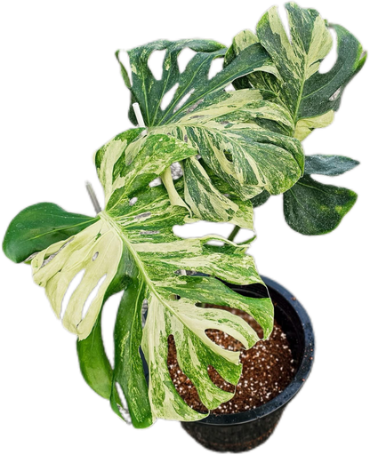 Monstera deliciosa ‘Ocean Mint’ Variegated – Rare Collector’s Plant