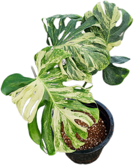Monstera deliciosa ‘Ocean Mint’ Variegated – Rare Collector’s Plant
