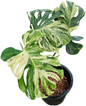 Monstera deliciosa ‘Ocean Mint’ Variegated – Rare Collector’s Plant