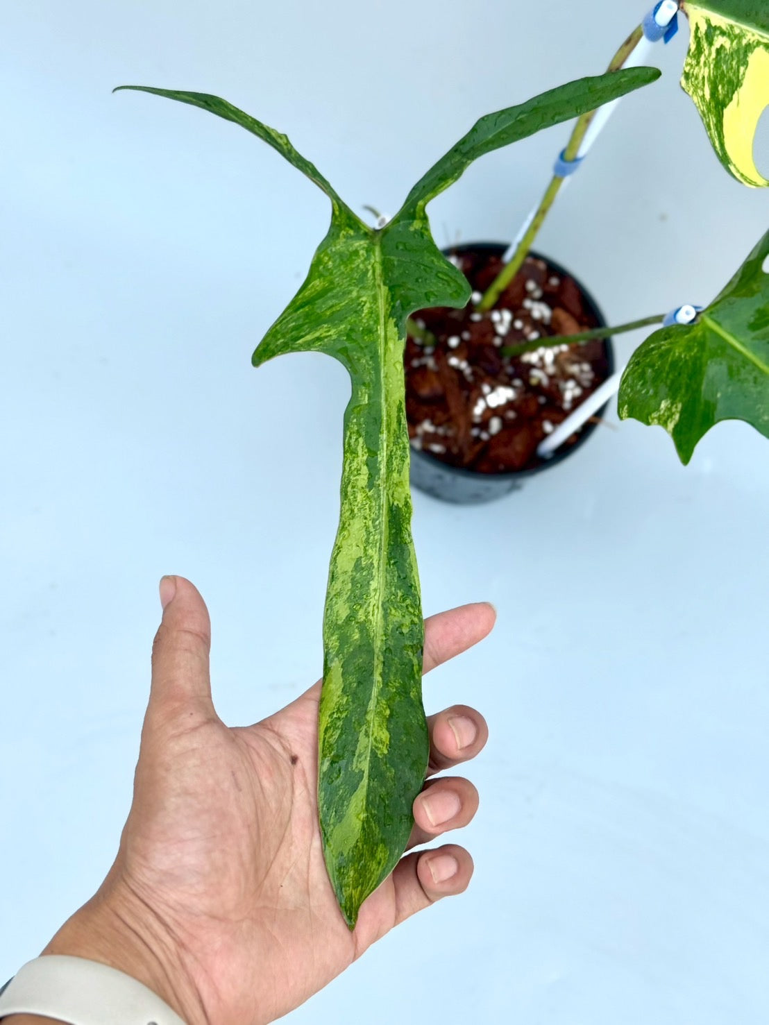 Philodendron Longilobatum ‘Lelano Miyano’ Variegated