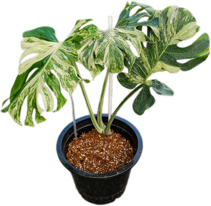 Monstera deliciosa ‘Ocean Mint’ Variegated – Rare Collector’s Plant