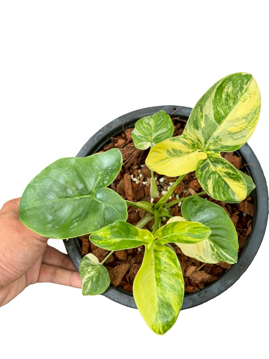 Philodendron Goeldii Variegated – Set of 3 Plants (Wholesale)