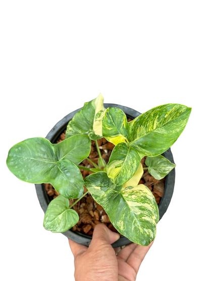 Philodendron Goeldii Variegated – Set of 3 Plants (Wholesale)