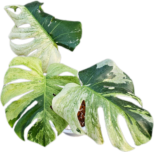 Monstera deliciosa ‘White Tear’ Variegated – Rare Collector’s Plant