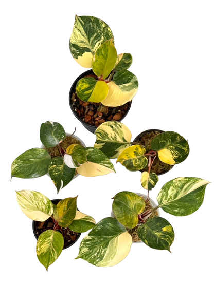Buy Philodendron White Knight Tricolor Va…
