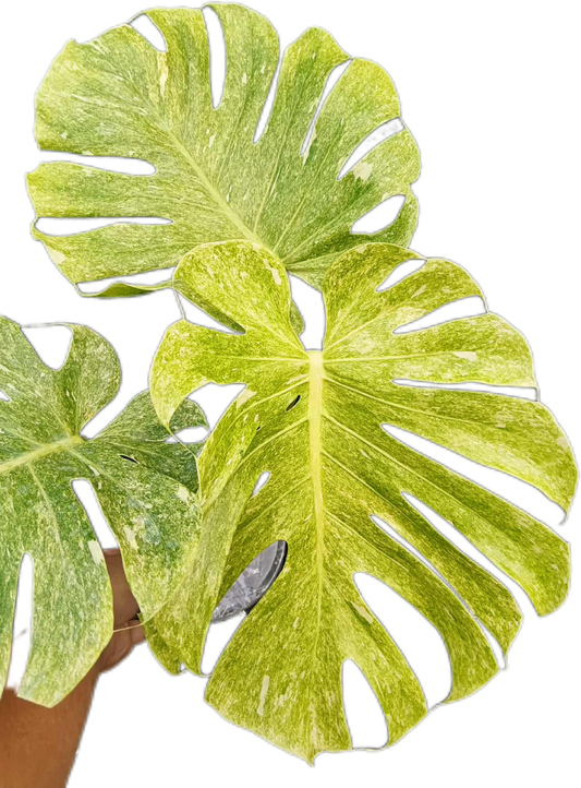 Monstera deliciosa ‘Peridot’ Variegated – Rare Collector’s Plant