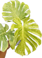 Monstera deliciosa ‘Peridot’ Variegated – Rare Collector’s Plant