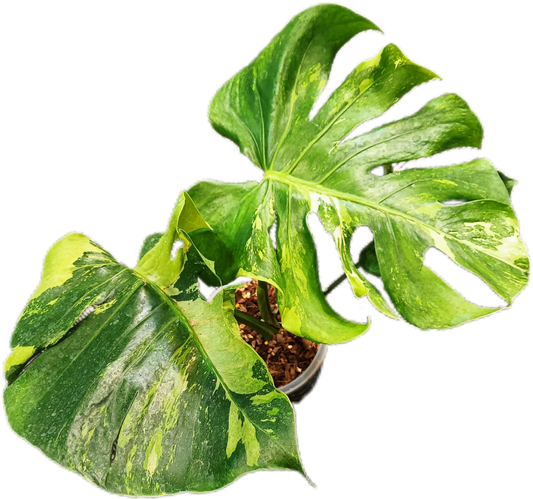 Monstera deliciosa ‘Green Elf Tricolor’ Variegated – Rare Collector’s Plant