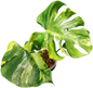 Monstera deliciosa ‘Green Elf Tricolor’ Variegated – Rare Collector’s Plant