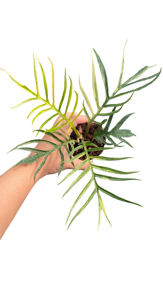 Philodendron Tortum Variegated