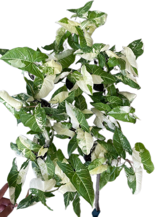 Syngonium “Batik” Variegated