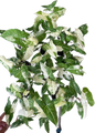 Syngonium “Batik” Variegated