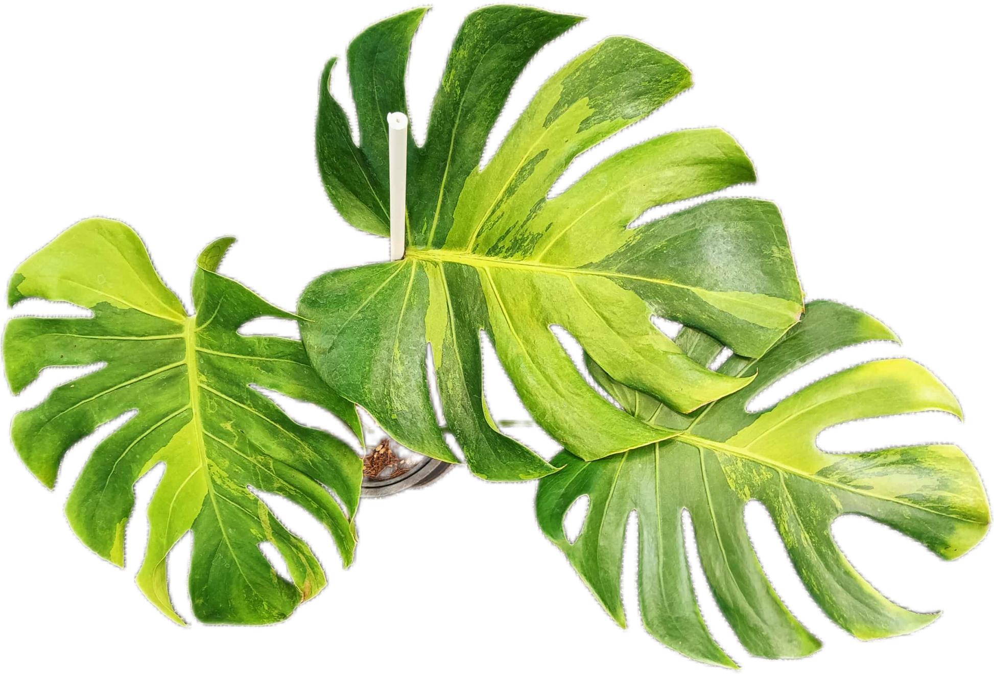 Monstera deliciosa ‘Black Green’ Variegated – Rare Collector’s Plant