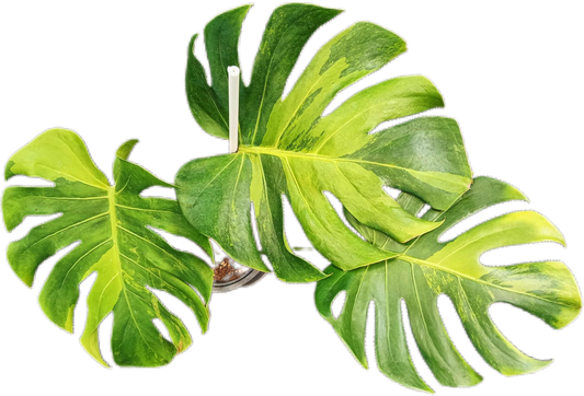 Monstera deliciosa ‘Black Green’ Variegated – Rare Collector’s Plant