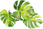 Monstera deliciosa ‘Black Green’ Variegated – Rare Collector’s Plant