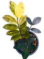 Zamioculcas zamiifolia “Multicolor Variegated”