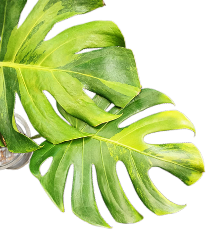 Monstera deliciosa ‘Black Green’ Variegated – Rare Collector’s Plant