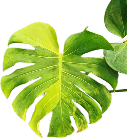 Monstera deliciosa ‘Black Green’ Variegated – Rare Collector’s Plant
