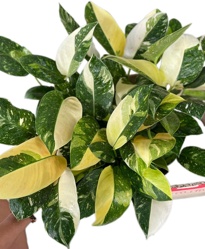 Philodendron Green Congo Nuclear Variegated