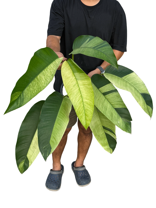 Epipremnum giganteum ‘Mint Variegated’ – Big Size (Set of 3 Plants)