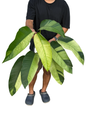 Epipremnum giganteum ‘Mint Variegated’ – Big Size (Set of 3 Plants)