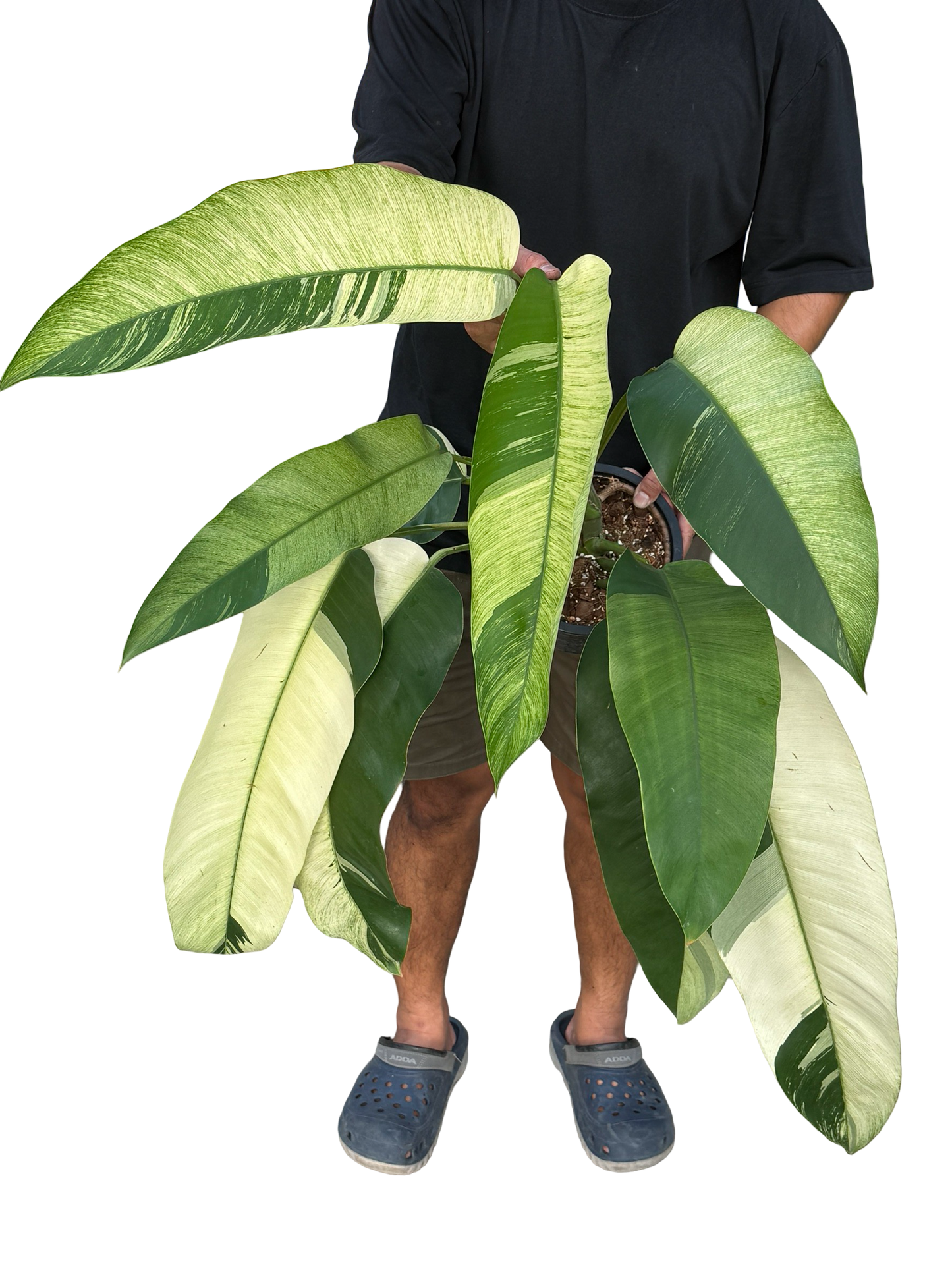 Epipremnum giganteum ‘Mint Variegated’ – Big Size (Set of 3 Plants)
