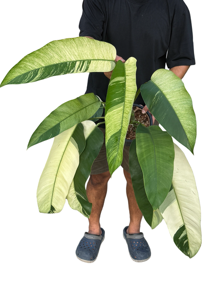 Epipremnum giganteum ‘Mint Variegated’ – Big Size (Set of 3 Plants)