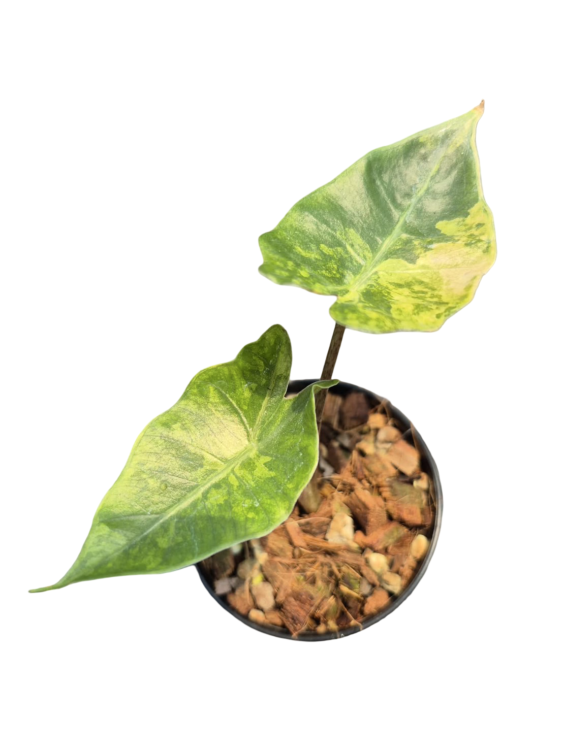 Alocasia pseudo-sanderiana ‘Aurea Variegated’ – Set of 5 Plants