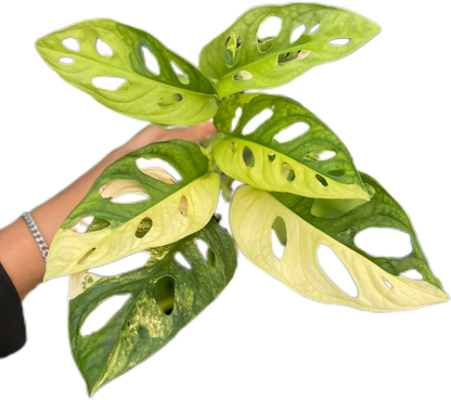 Monstera Adansonii Aurea Variegated